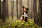 Miniature Australian Shepherd