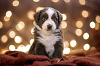 Miniature Australian Shepherd Puppy