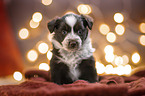 Miniature Australian Shepherd Puppy