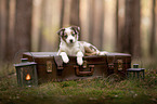 Miniature Australian Shepherd Puppy