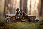 Miniature Australian Shepherd Puppy