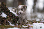 Miniature Australian Shepherd Puppy