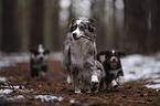 Miniature Australian Shepherds