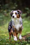 Miniature Australian Shepherd