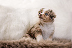 Miniature Australian Shepherd Puppy