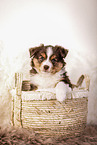 Miniature Australian Shepherd Puppy