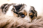 Miniature Australian Shepherd Puppy