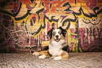 Miniature Australian Shepherd