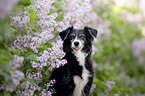 Miniature Australian Shepherd