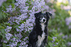 Miniature Australian Shepherd