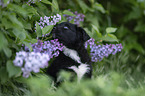 Miniature Australian Shepherd Puppy