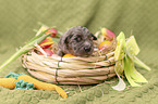 Miniature Australian Shepherd Baby