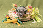 Miniature Australian Shepherd Baby