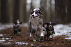 Miniature Australian Shepherd Puppies