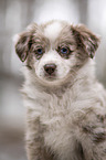 Miniature Australian Shepherd Puppy