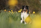 Miniature Australian Shepherd