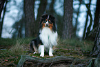 Miniature Australian Shepherd