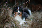 Miniature Australian Shepherd