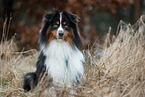 Miniature Australian Shepherd