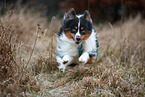 Miniature Australian Shepherd