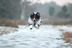 Miniature Australian Shepherd