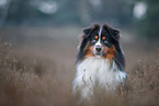 Miniature Australian Shepherd