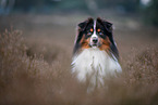 Miniature Australian Shepherd