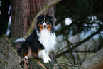 Miniature Australian Shepherd