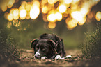 Miniature Australian Shepherd