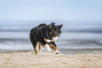 Miniature Australian Shepherd