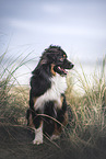 Miniature Australian Shepherd