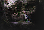 Miniature Australian Shepherd