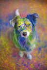 Miniature Australian Shepherd