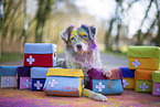 Miniature Australian Shepherd