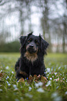 Miniature Australian Shepherd