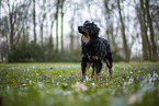 Miniature Australian Shepherd