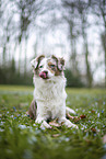 Miniature Australian Shepherd