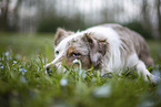 Miniature Australian Shepherd