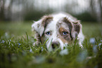 Miniature Australian Shepherd