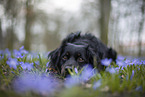 Miniature Australian Shepherd