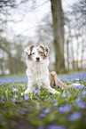Miniature Australian Shepherd