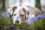 Miniature Australian Shepherd