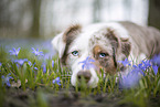 Miniature Australian Shepherd