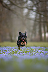 Miniature Australian Shepherd