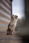 Miniature Australian Shepherd