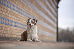 Miniature Australian Shepherd