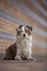 Miniature Australian Shepherd