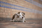 Miniature Australian Shepherd