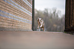Miniature Australian Shepherd