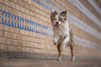 Miniature Australian Shepherd